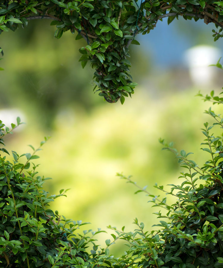 用綠色點綴世界, 用生機感動人心！